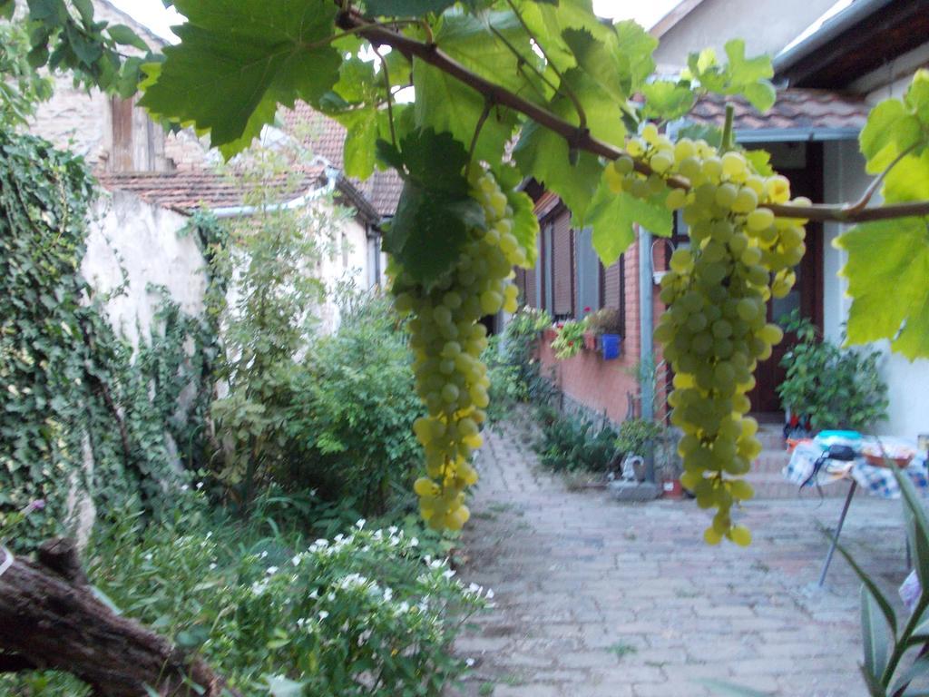 Sobe Gajic Sremski Karlovci Exterior foto